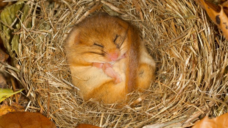 A close-up of a small, golden-brown hazel dormouse curled into a tight ball while hibernating. It is nestled inside a cozy, circular nest made of woven dry grass and leaves, with its eyes tightly shut and its long tail tucked over its face.