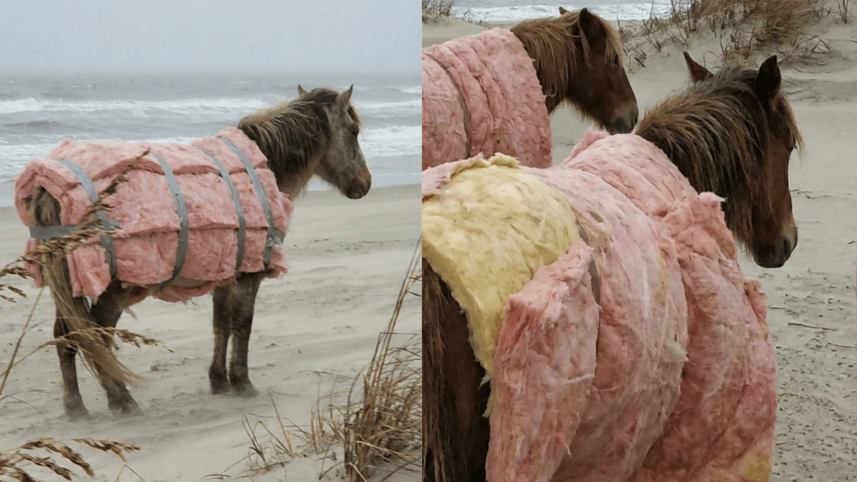No, North Carolina’s wild horses were not wrapped in insulation