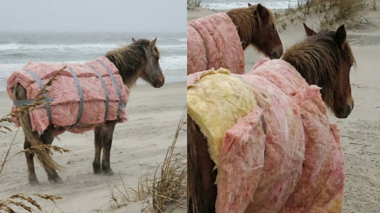 fake images of wild horses standing on a beach wrapped in pink mattress-like insulation material