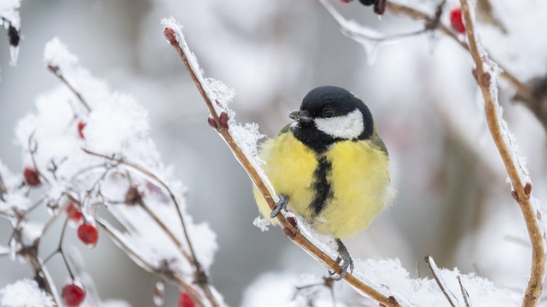 A close-up photograph of a small, fluffy Great Tit perched on a frost-covered branch during winter. The bird has a distinctive black cap, white cheeks, and a bright yellow breast with a black stripe. The branch is adorned with small red berries and delicate ice crystals, set against a soft, blurred background of snow-covered foliage.