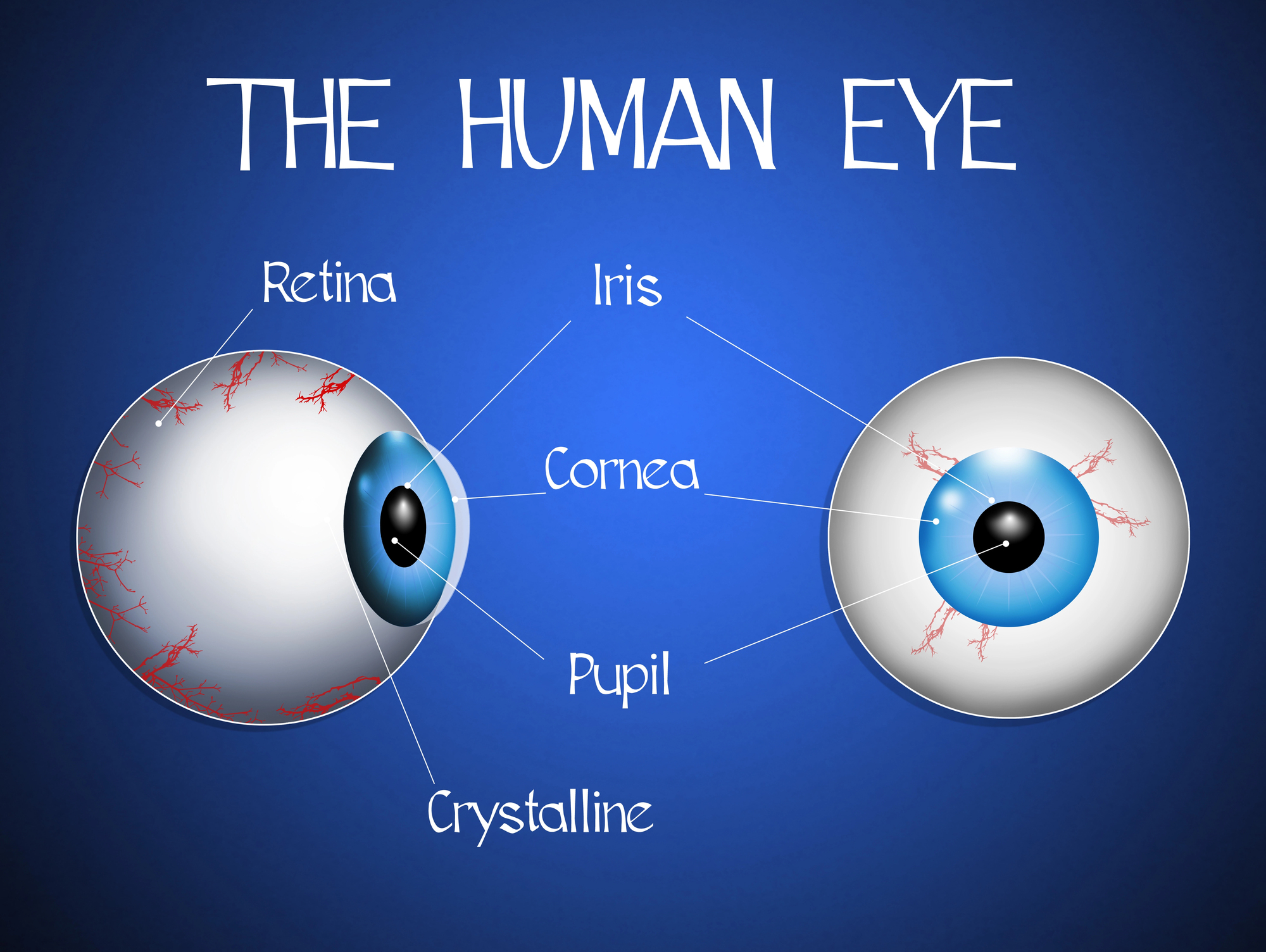 An educational diagram titled "THE HUMAN EYE" against a gradient blue background, featuring two stylized illustrations of a human eyeball: one from a side profile and one from a front-facing view.

Thin white leader lines point to various parts of the eye, which are labeled in a stylized white font:

Retina: Pointing to the back interior of the eye (highlighted by red branching veins on the sclera).

Iris: Pointing to the blue-colored ring.

Cornea: Pointing to the clear, outermost protective layer over the front of the eye.

Pupil: Pointing to the black circular opening in the center of the iris.

Crystalline: Pointing toward the internal lens structure behind the pupil.

The eyeballs are rendered with a glossy, 3D effect, featuring bright blue irises and visible red capillary details on the white sclera.