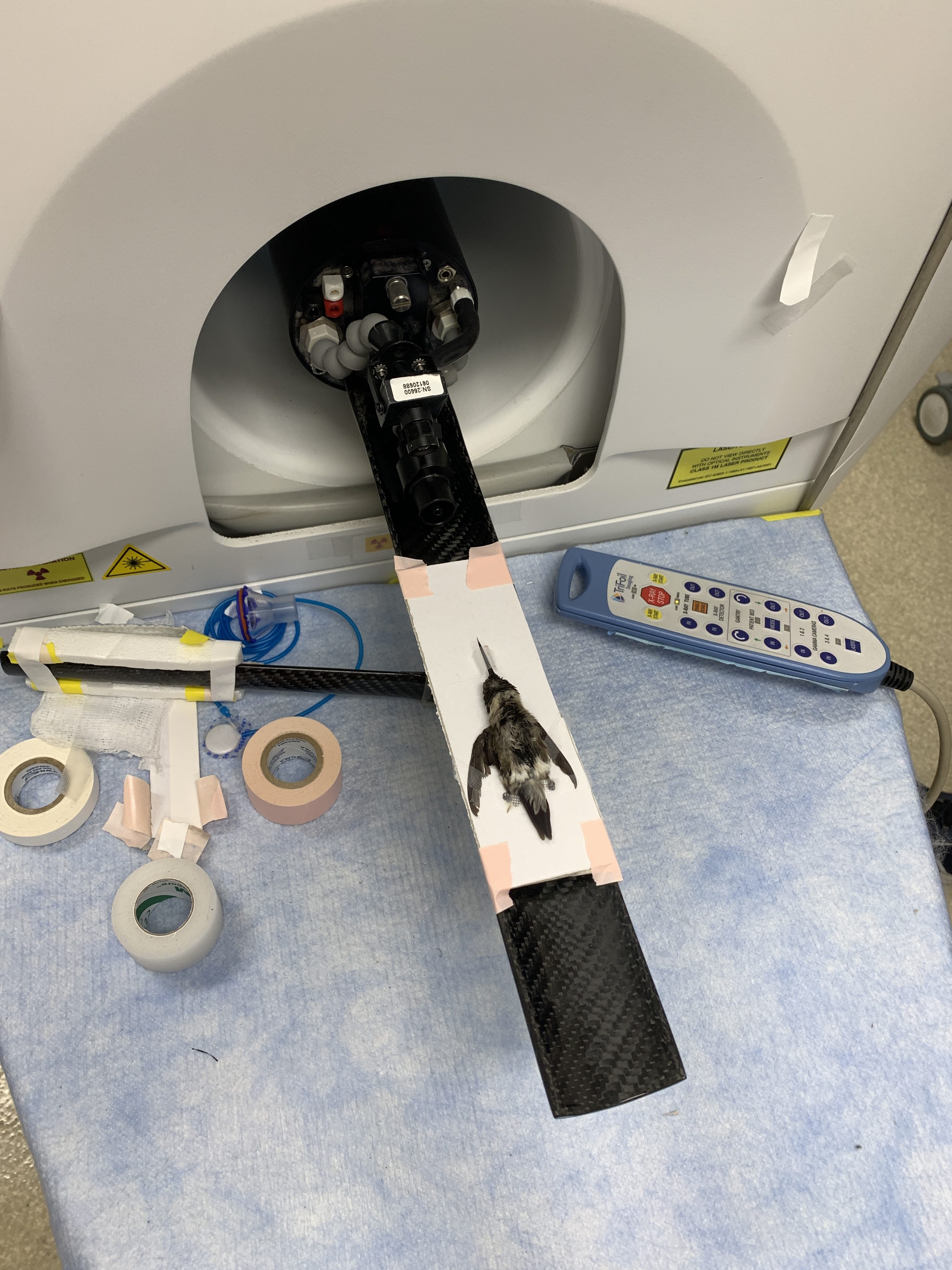 a hummingbird going trough a scanner