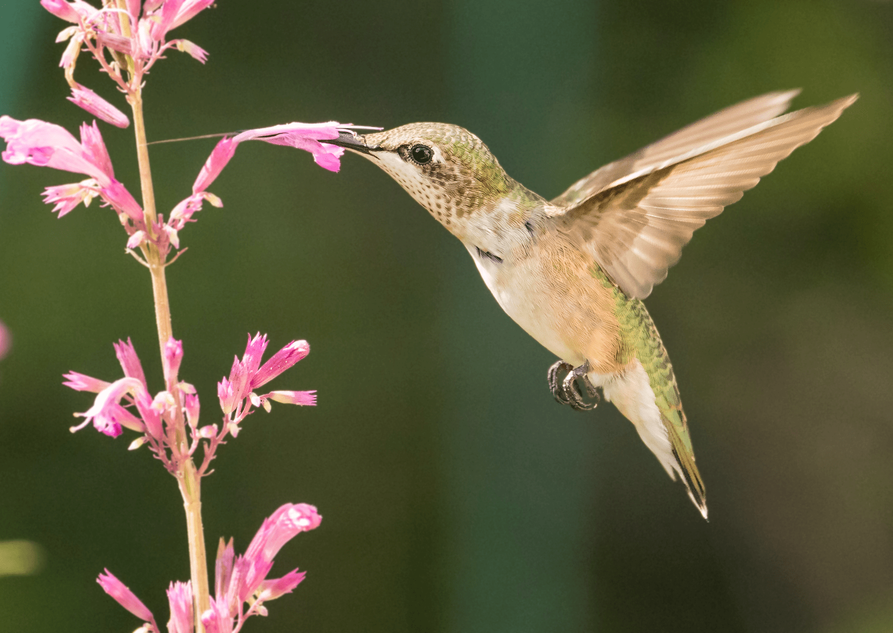 a female ruby-throated hummingbird drinking nectar from a pink flower. it as light green feathers and its wings are outstretched