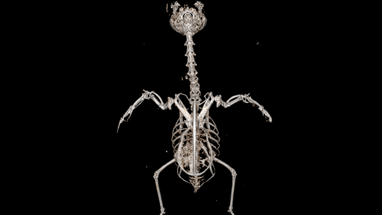A hummingbird’s wings on a micro-CT scanner.