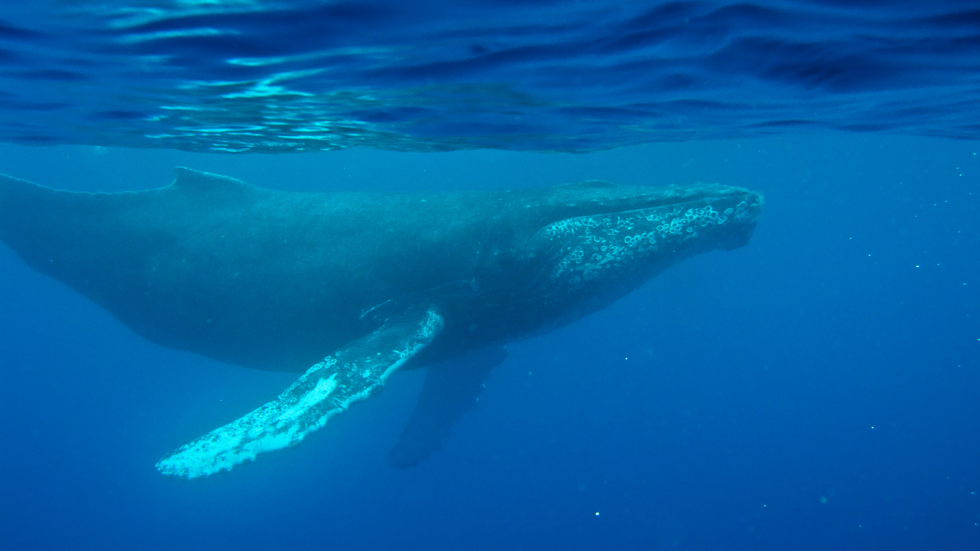 The oldest-known humpback whale recording was hiding in an archive