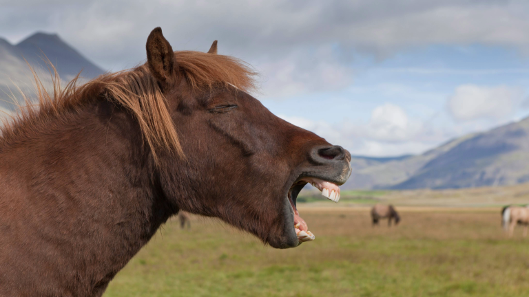 a horse standing in a green field with its mouth open