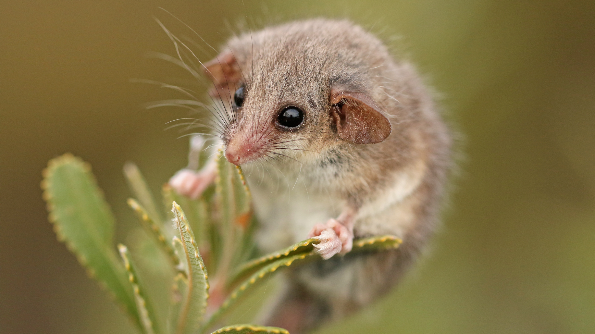 a small mammal with black eyes and big ears standing on a plant