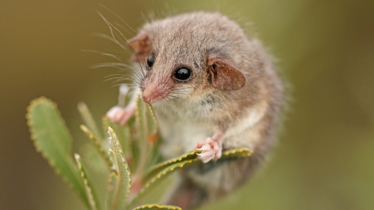 a small mammal with black eyes and big ears standing on a plant