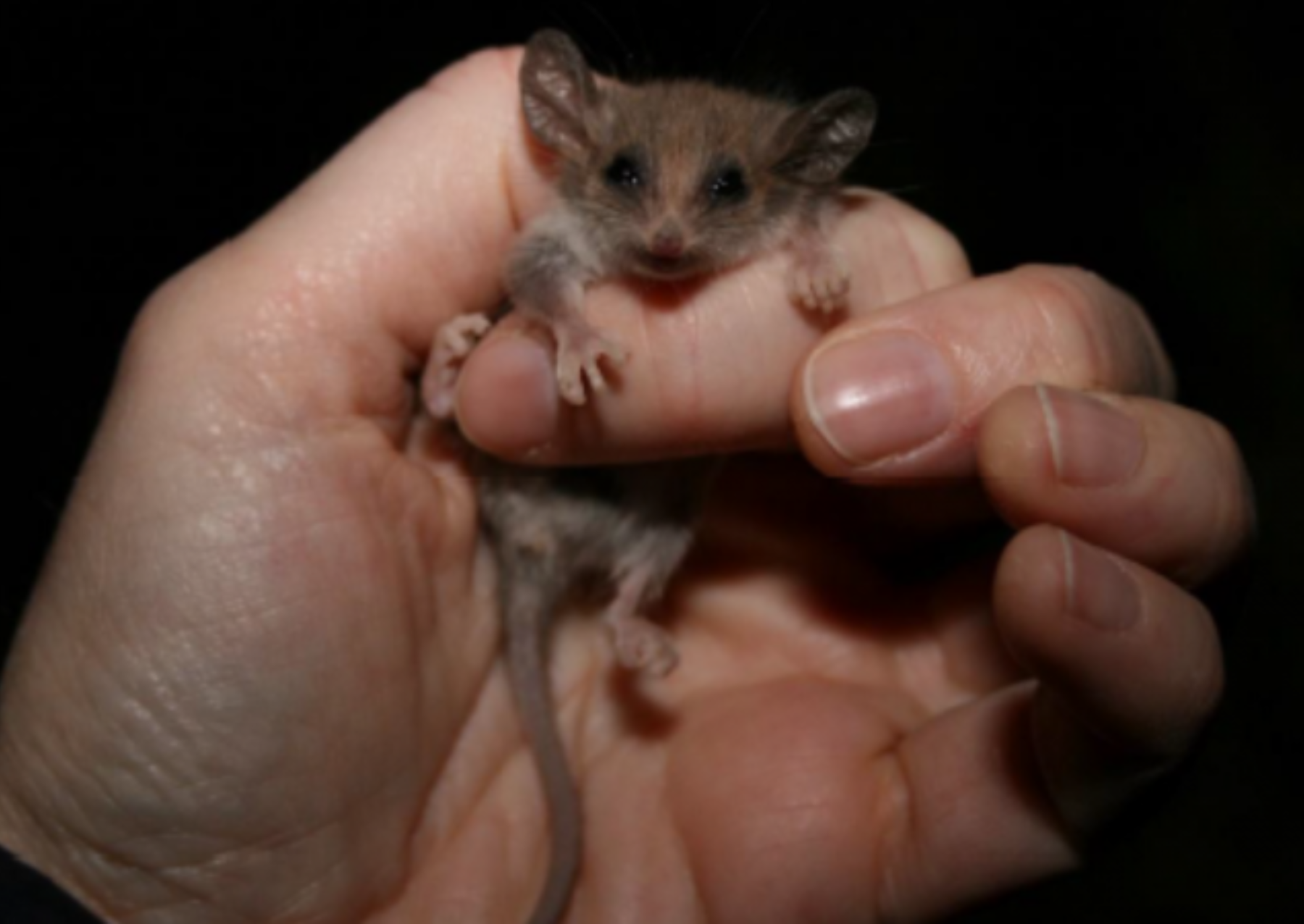 a person holds a small mammal with a long tail and big ears