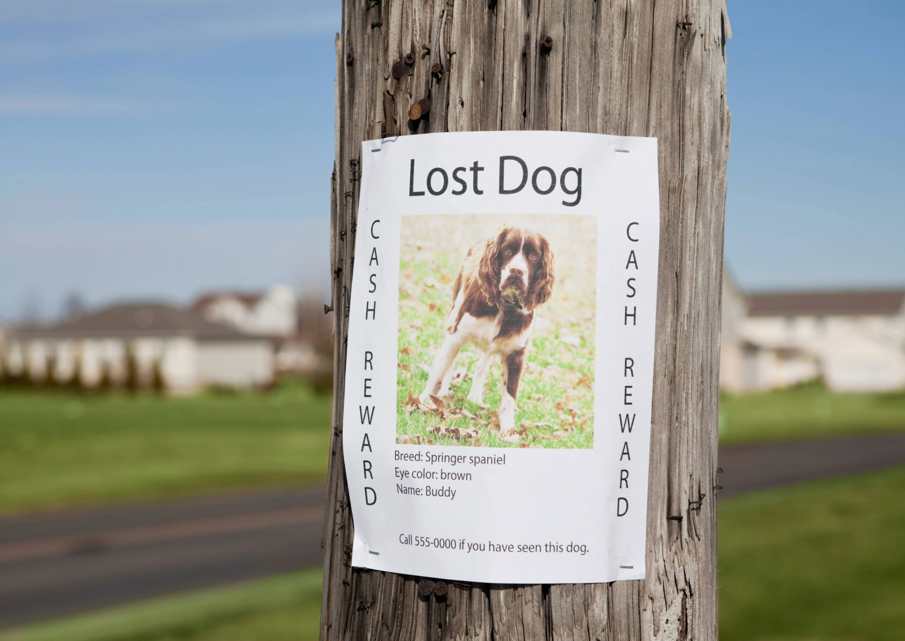 a flyer on a telephone pole that reads "lost dog, cash reward" with a picture of a dog and a phone number