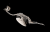 a micro-CT scan of the hummingbirdâs profile