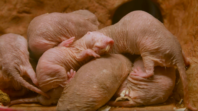a litter of naked mole rats
