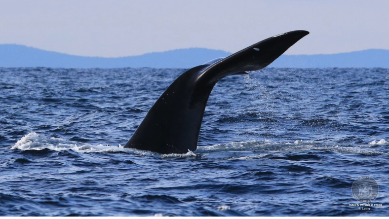 a whale fluke with hills in the distance