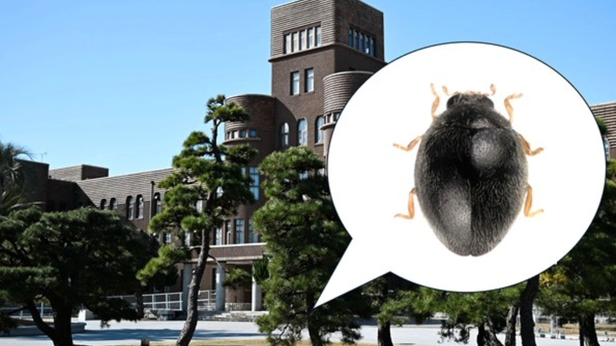 New ladybug species is the size of a grain of sand | Popular Science