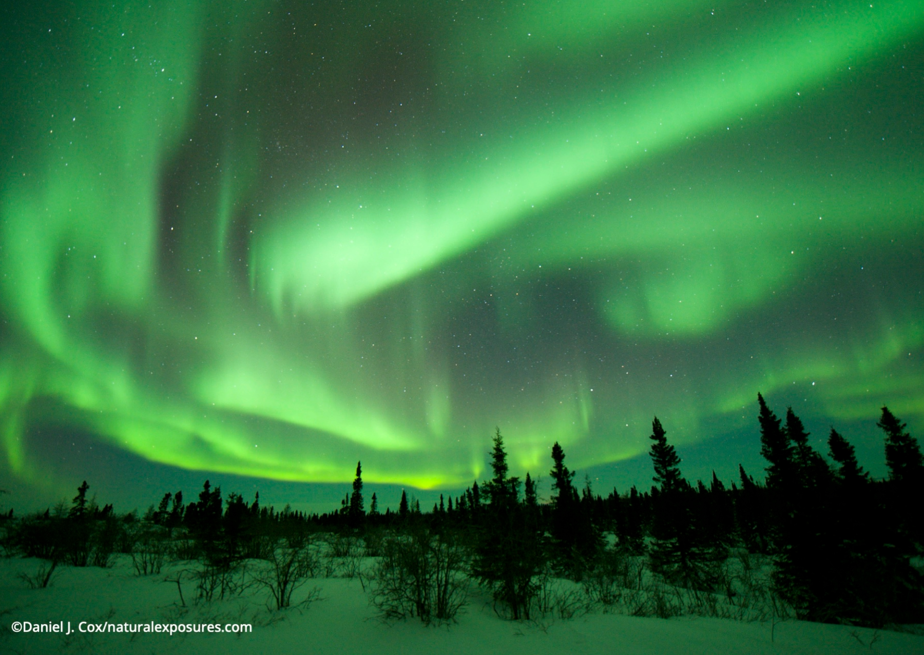 a green aurora glows over a snowy pine forest