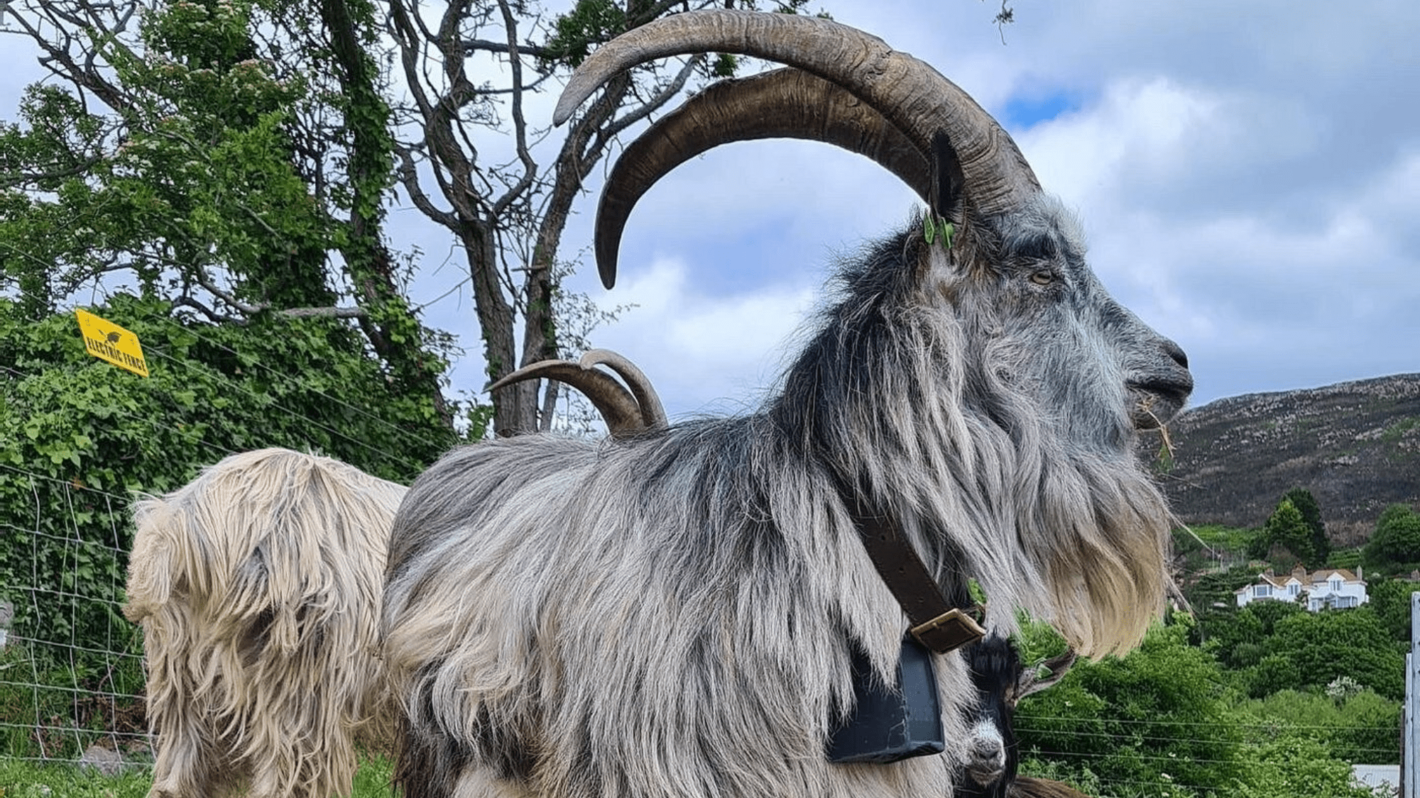 a large goat with grey fur and large horns
