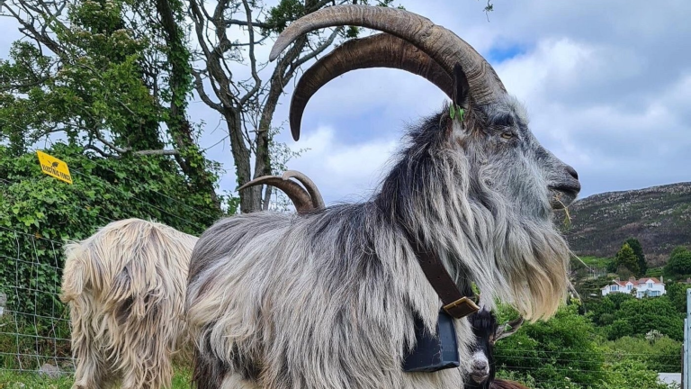 a large goat with grey fur and large horns