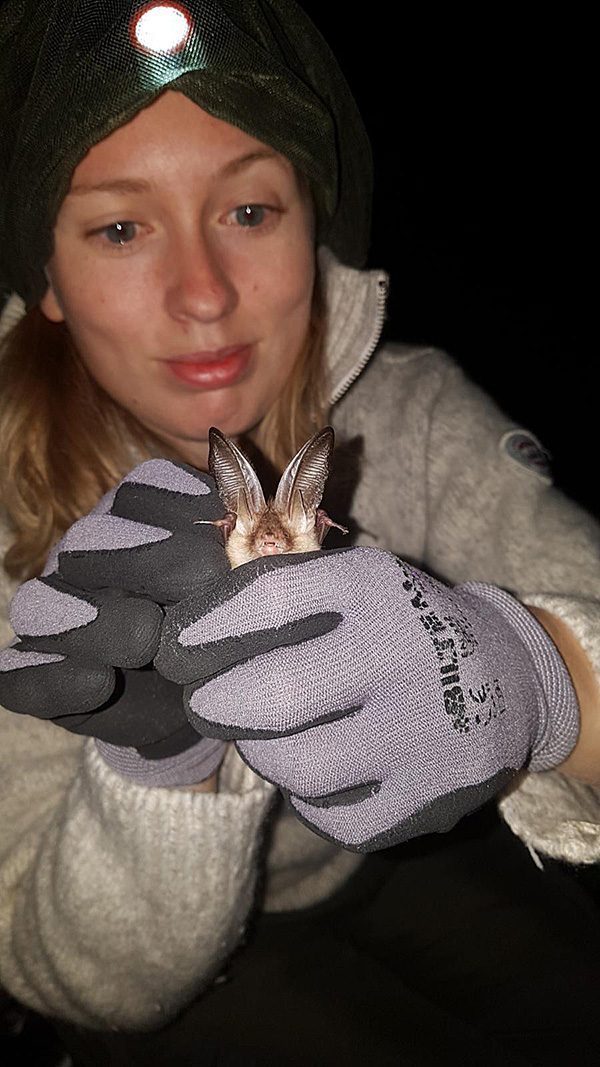 A close-up photograph of a woman wearing a green beanie with a headlamp and a light grey sweater, carefully holding a small brown long-eared bat. She is wearing thick grey and black work gloves. The bat's large, translucent ears are standing straight up, and its tiny face is visible. The background is dark, and the lighting focuses on the woman and the bat.