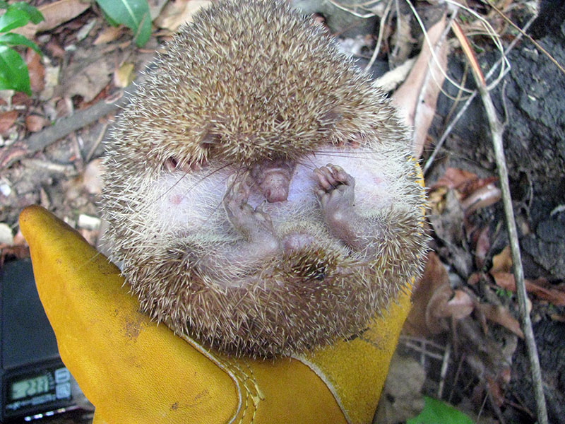 An overhead photograph of a small, spiky greater hedgehog tenrec curled into a protective ball while being held in a hand wearing a thick yellow work glove. The animal's underside is partially visible, showing its pale, sparsely haired belly and tiny, curled paws. The background consists of a natural forest floor with dry leaves and green foliage.