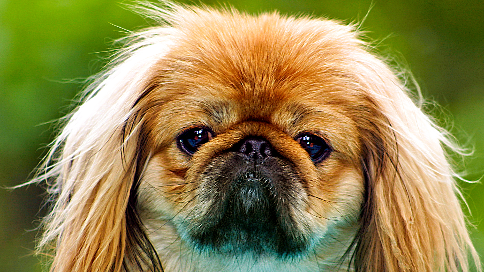 a pekingese dogs. it has floppy ears, a scrunched up face, and brown fur