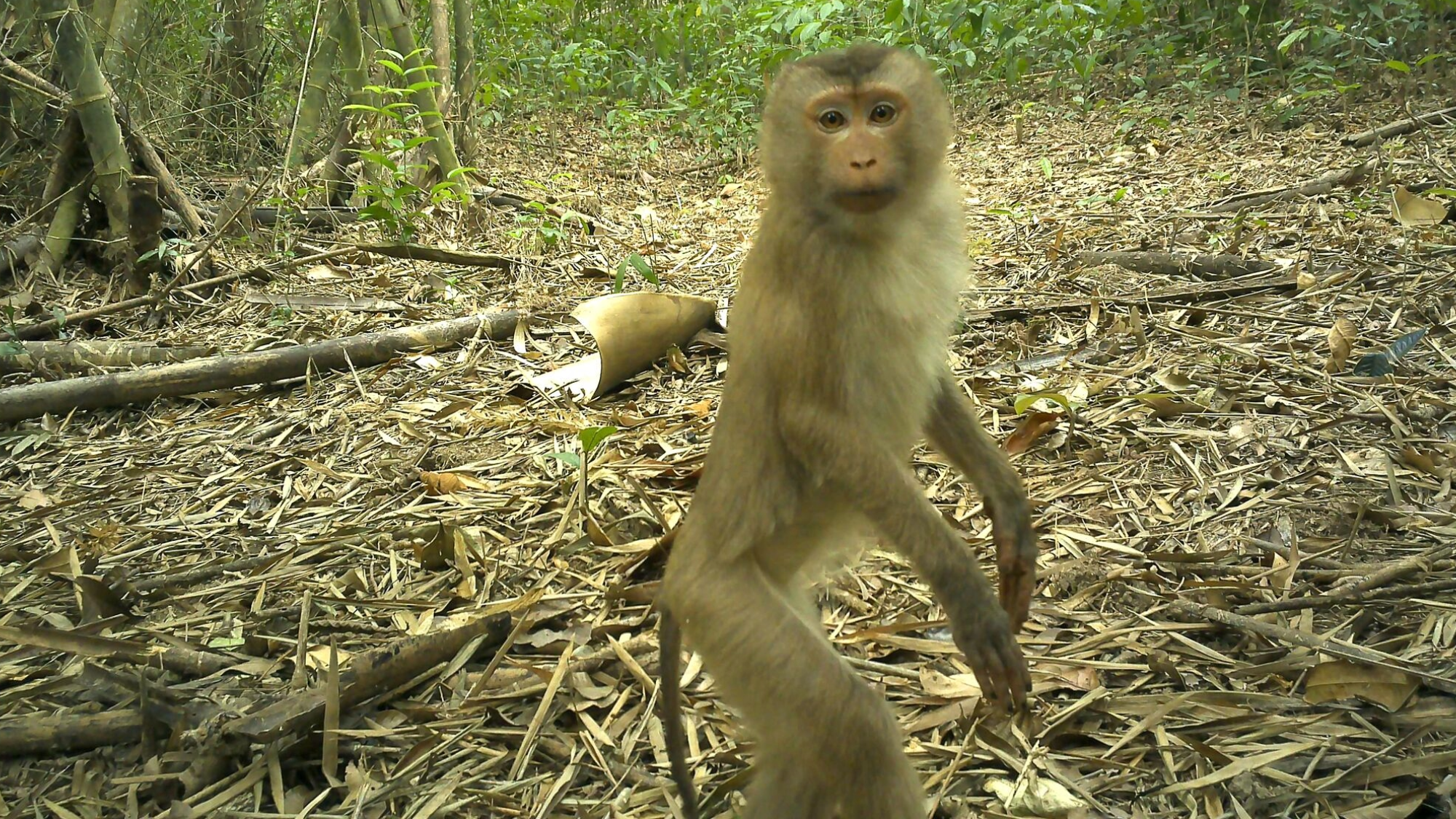 animalcap になりました。他の方は購入しないで下さい。 9 rare animals caught on camera in the 'Amazon of Asia' | Popular