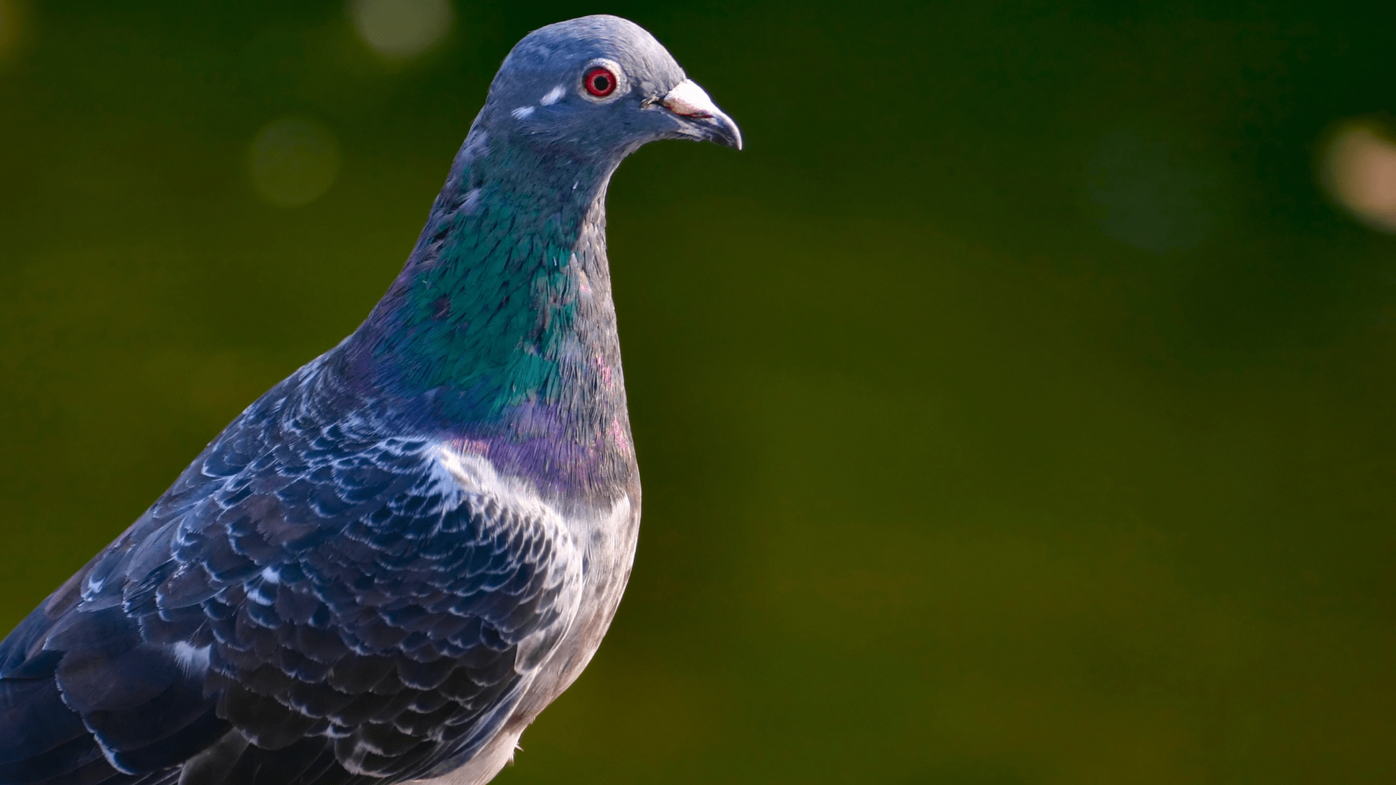 a pigeon. the bird as light grey feathers with green and purple feathers around the neck