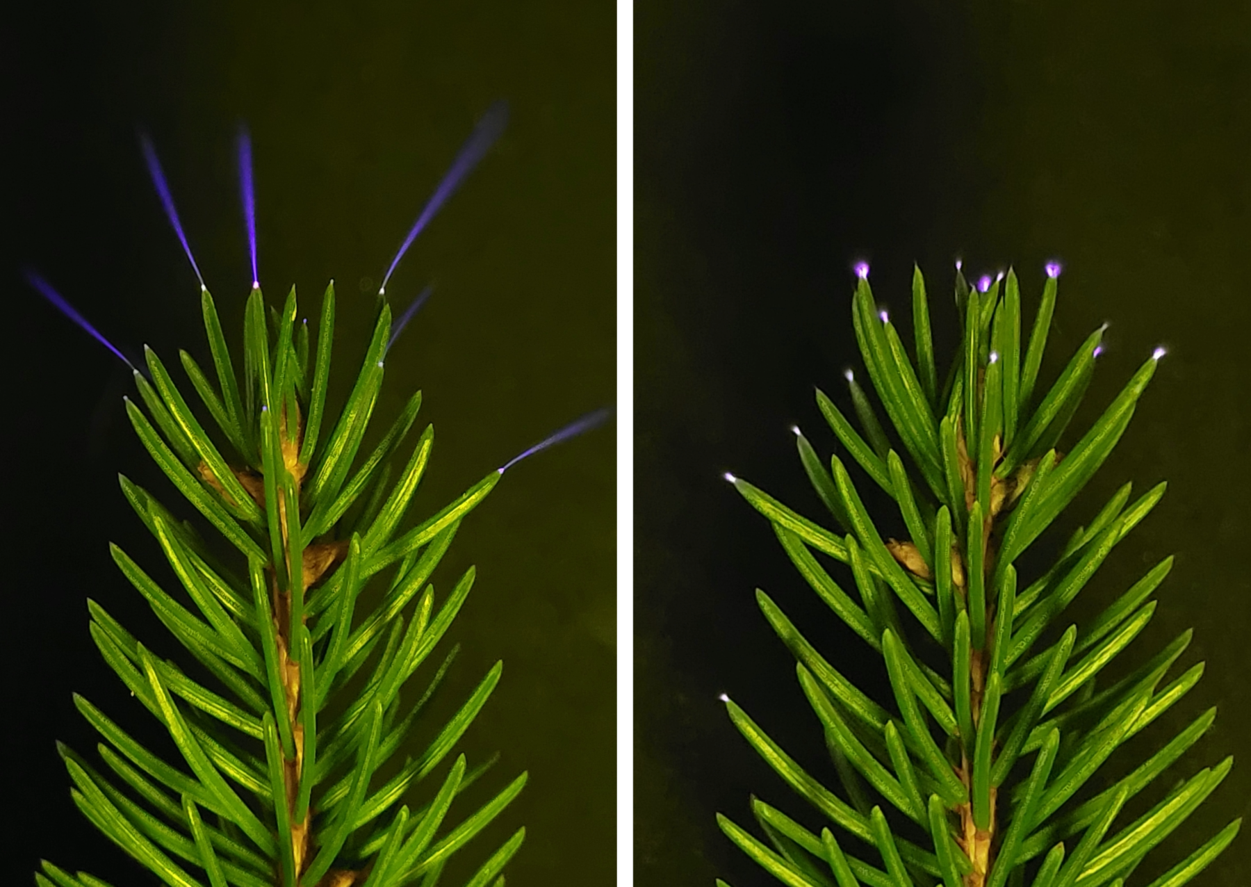 green spruce needless with blue halos on top