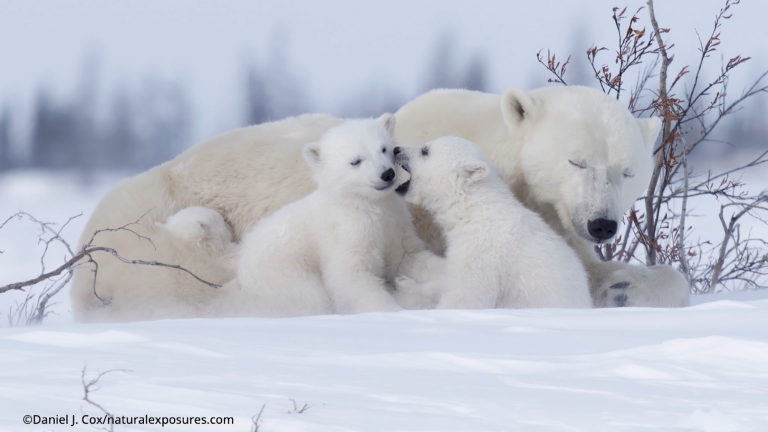 a polar bear mother closes her eyes while laying down with two cubs. one cub is biting the other's cheek
