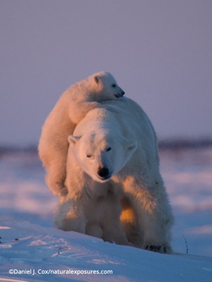 11 cool photos to celebrate International Polar Bear Day | Popular Science