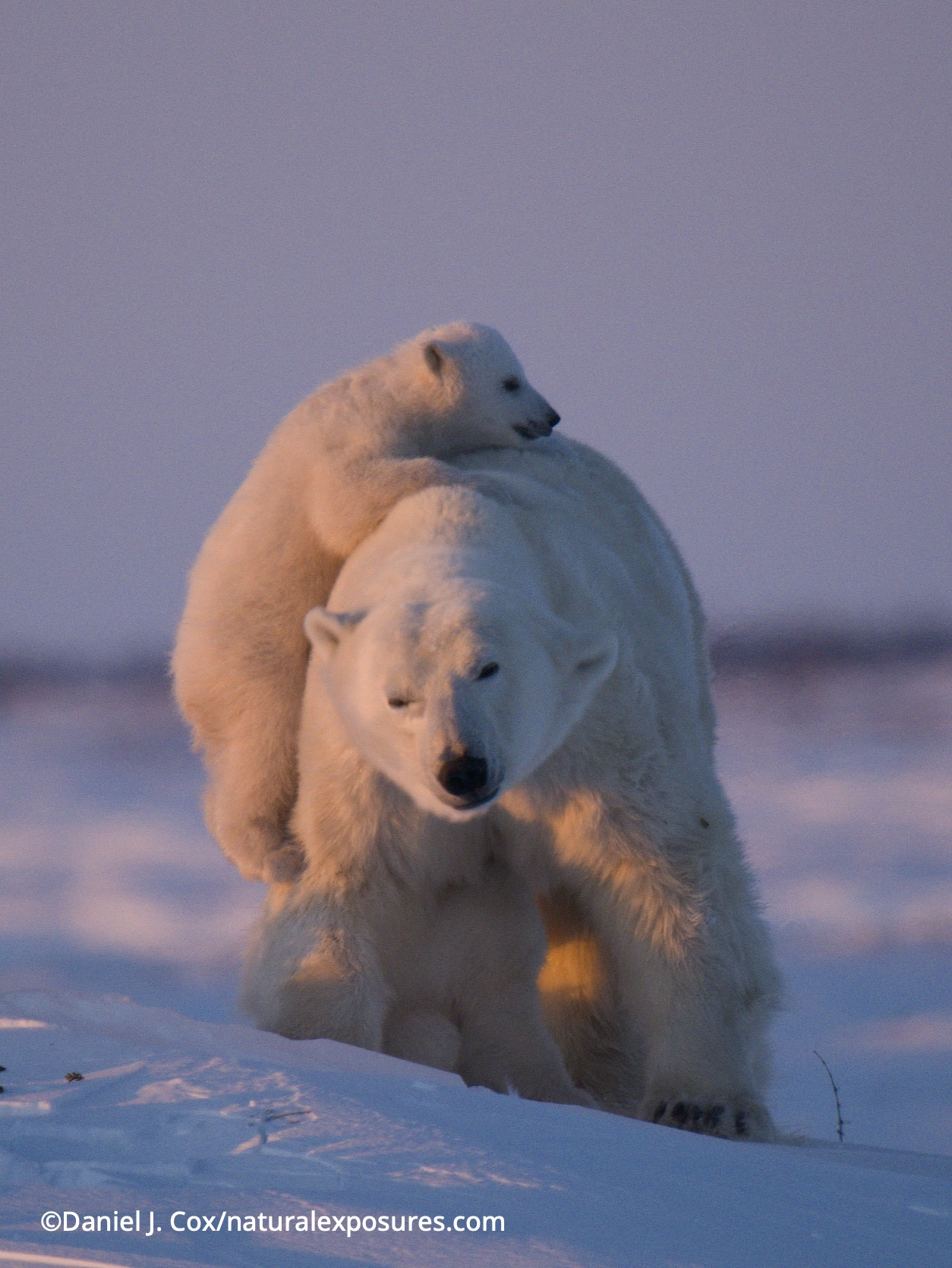 Polar Bear (Ursus maritimus) mother with cubs with one climbing on to her back for an easy ride. Wapusk National Park, Manitoba