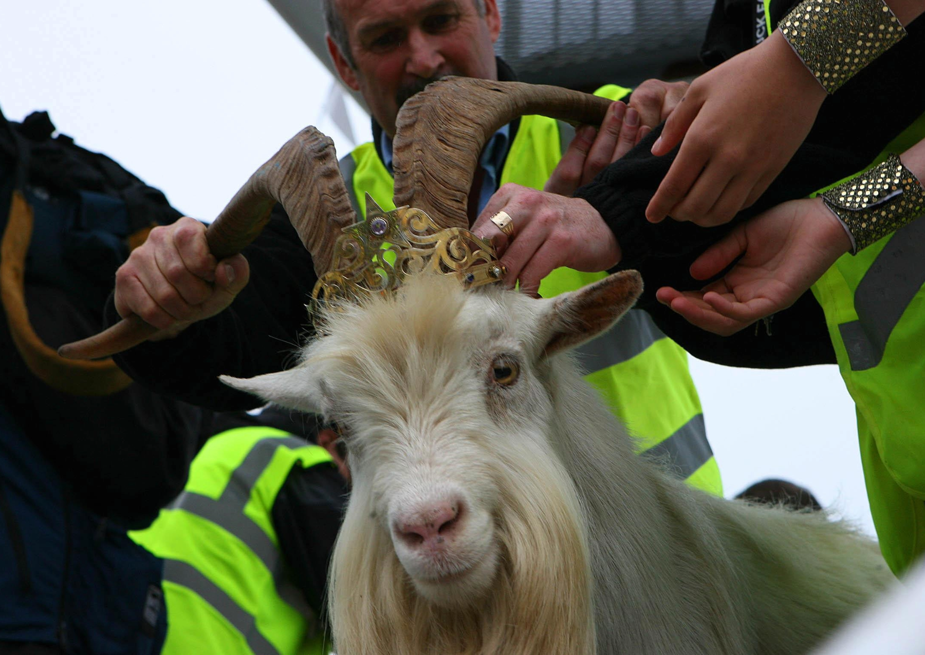 Ireland s Native Goats Date Back To Bronze Age Popular Science ireland-s-native-goats-date-back-to-bronze-age-popular-science
