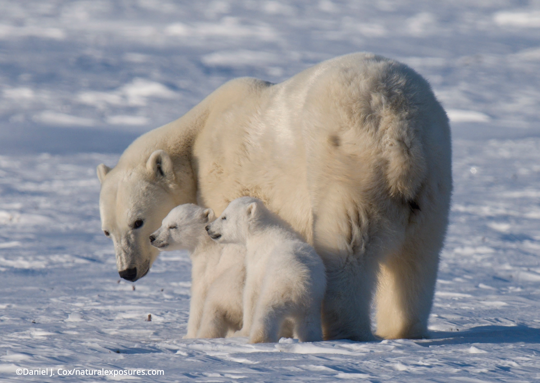 a polar bear mother looking behindat her two cubs