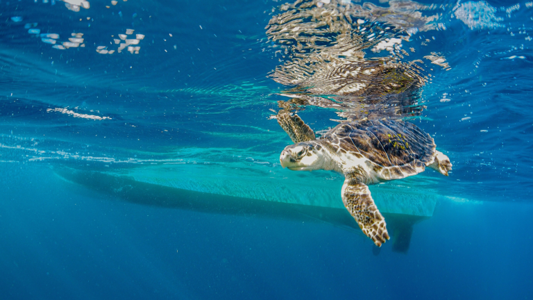 a sea turtle swimming with a boat in the distance