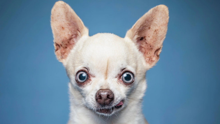 a white dog with ears perked up and wide eyes against a blue background