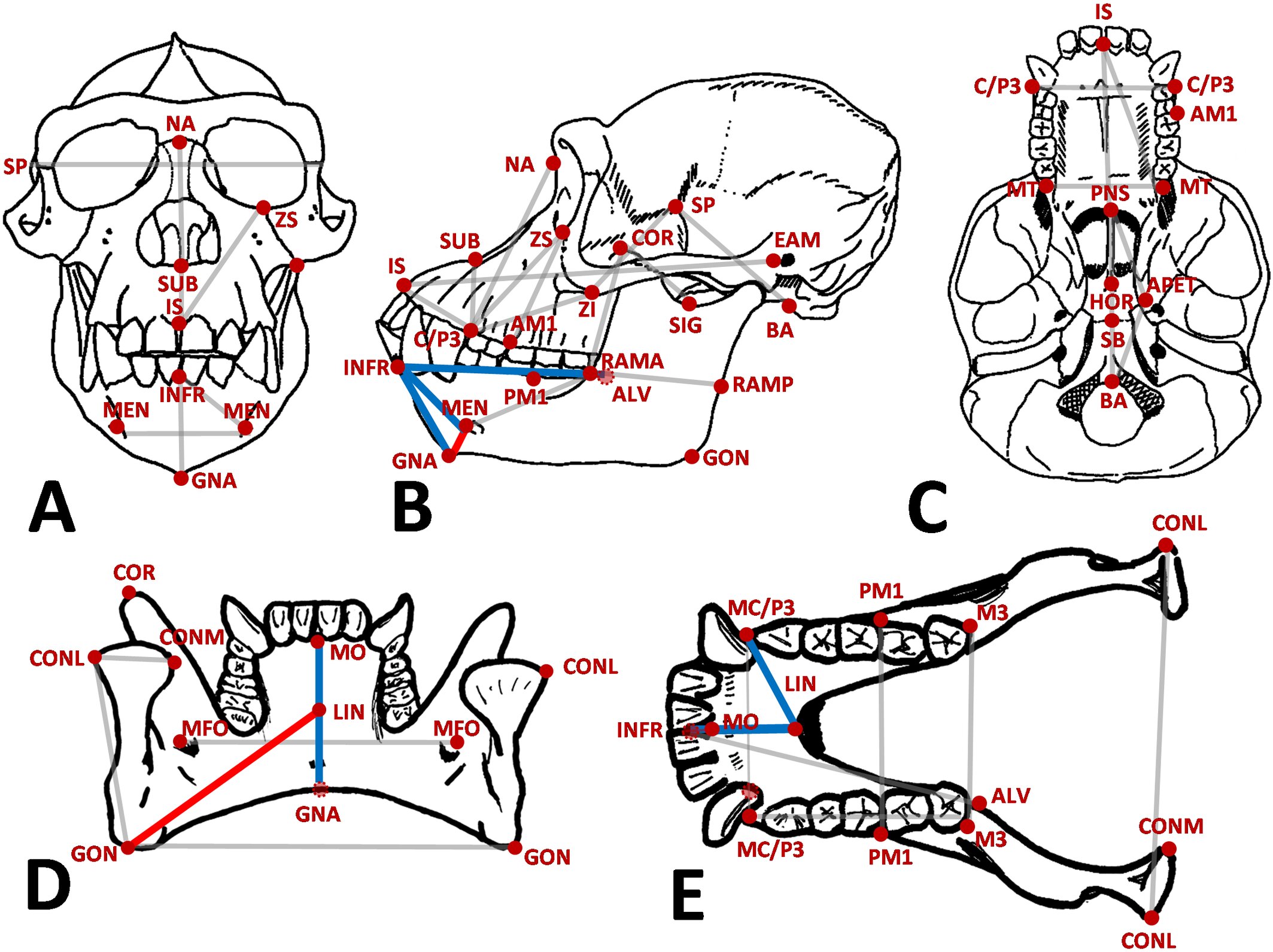 Diagram of primate jaws and skulls