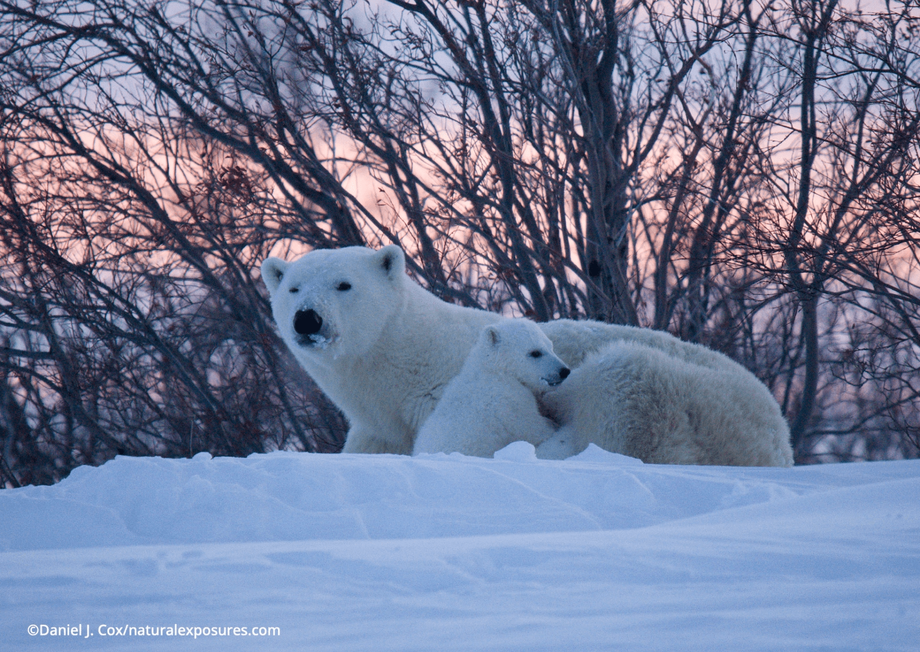 a polar bear mother lays in the snow next to her cubs while the sun sets