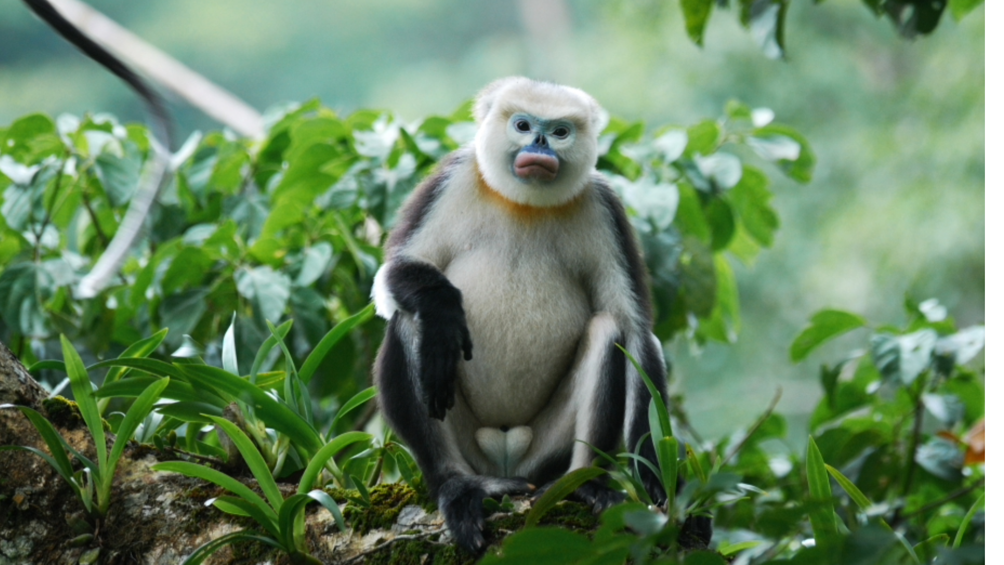 a monkey with white and black fur and a blue-ish face sits in a tree
