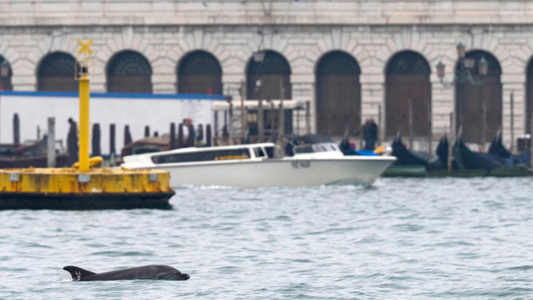 a dolphin swims in venice, italy