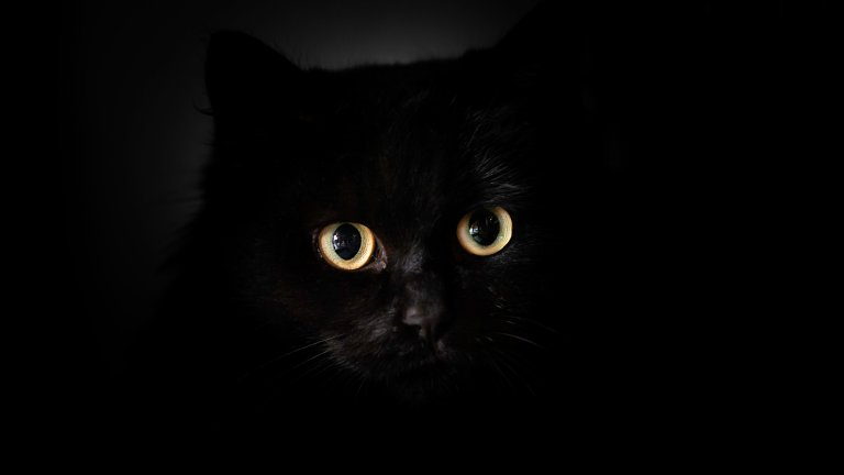 A dramatic, close-up photo of a black cat's face emerging from deep shadows. Only its large, luminous yellow-green eyes are brightly lit, staring directly forward with wide pupils that reflect a faint glimmer of light.