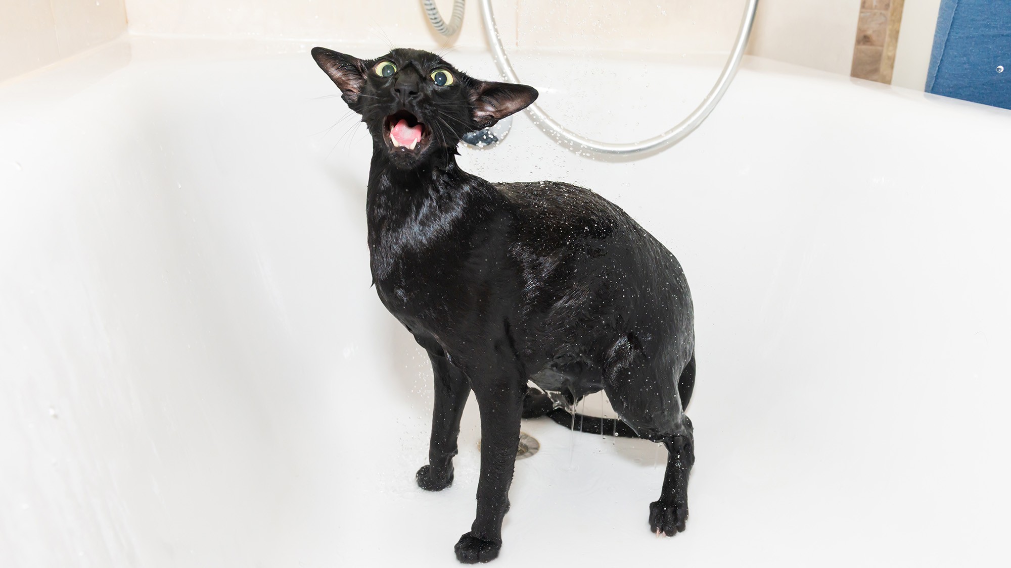 Gemini said A close-up photograph of a wet black Oriental Shorthair cat standing in a white porcelain bathtub. The cat has a long, lean body, large pointed ears, and wide, startled yellow eyes. Its mouth is open as if mid-meow or protesting, showing its teeth and pink tongue. Droplets of water are visible on its sleek, drenched fur, and a silver shower hose is seen in the background.