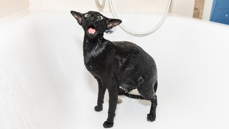 Gemini said A close-up photograph of a wet black Oriental Shorthair cat standing in a white porcelain bathtub. The cat has a long, lean body, large pointed ears, and wide, startled yellow eyes. Its mouth is open as if mid-meow or protesting, showing its teeth and pink tongue. Droplets of water are visible on its sleek, drenched fur, and a silver shower hose is seen in the background.