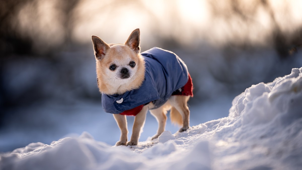 Why do little dogs shiver so much? We asked the experts. | Popular Science