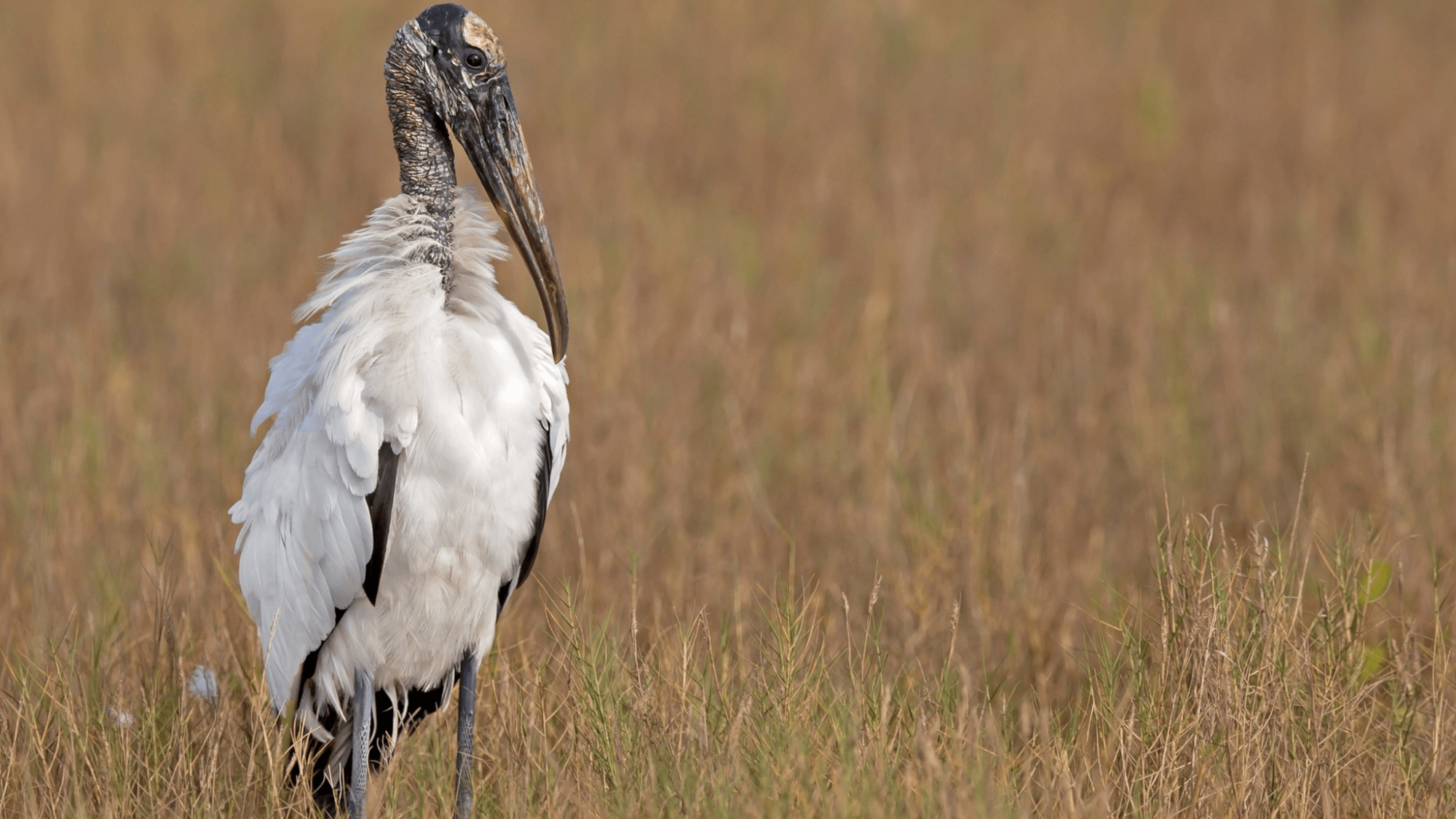 a large bird called a wood stork stands in a wetland. it has long legs, white feathers, and a long beak