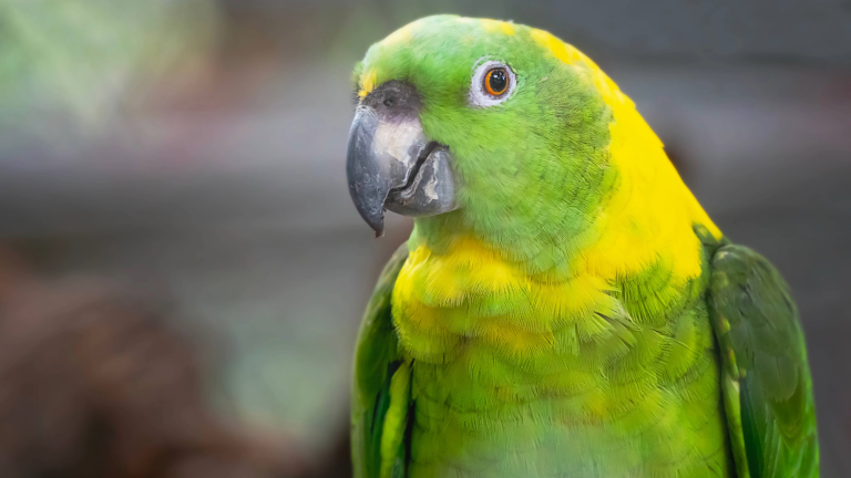 a parrot with mostly green feathers and yellow feathers on the neck
