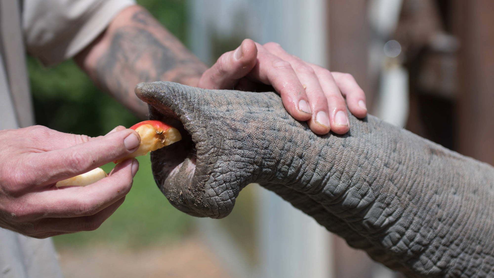 a zookeper places a piece of apple inside of an elephant's trunk