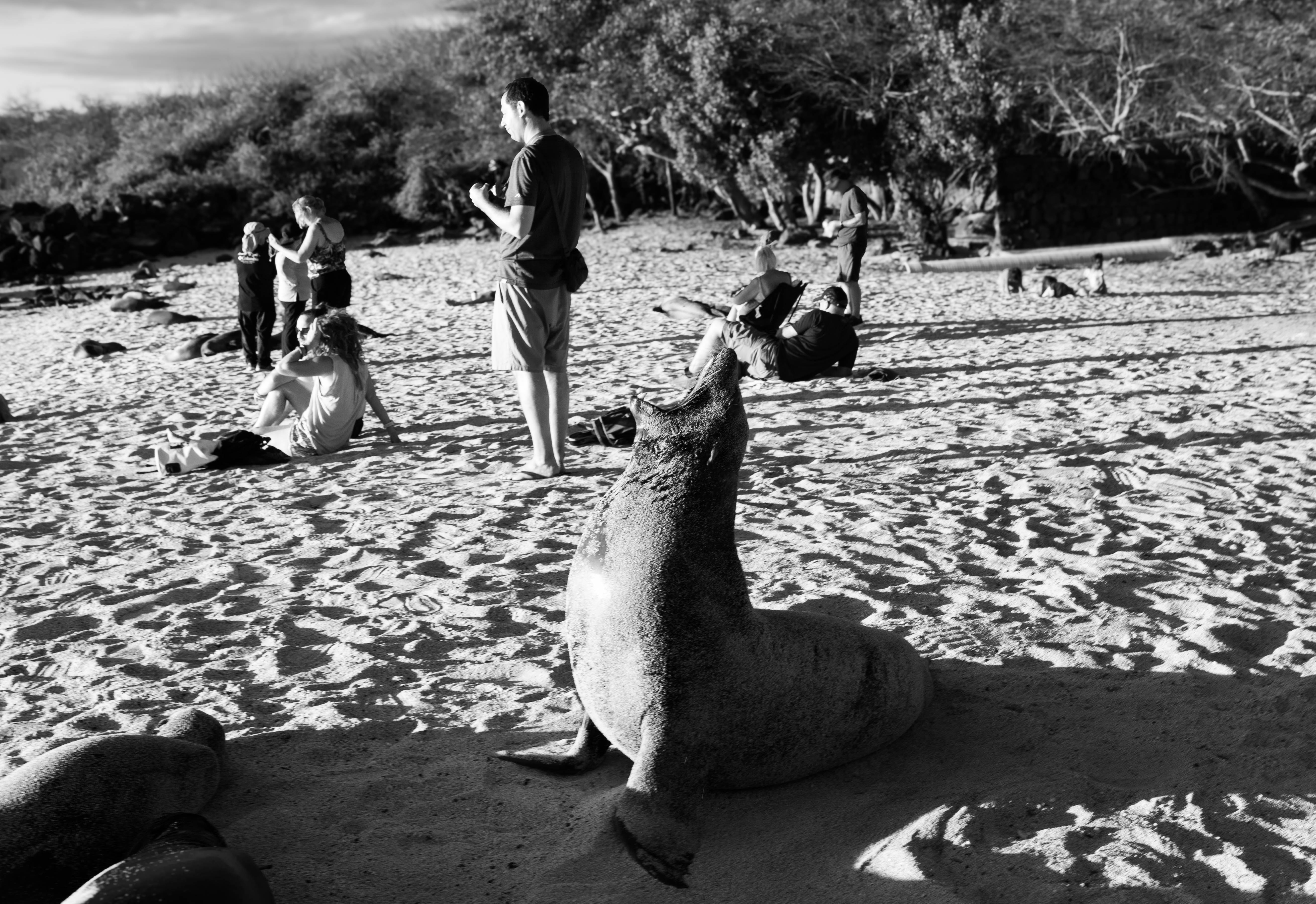 A sea lion yawns among tourists visiting Playa Mann on San Cristóbal Island. Male sea lions are the most territorial and protective of their group. Incidents in which sea lions chase people away occur daily, especially among tourists who are unfamiliar with their behaviour.