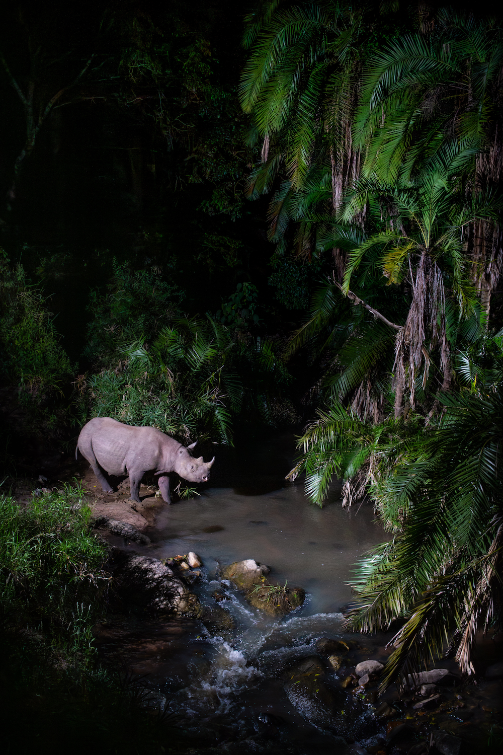An Eastern black rhinoceros (Diceros bicornis michaeli) moves through a forested river crossing
