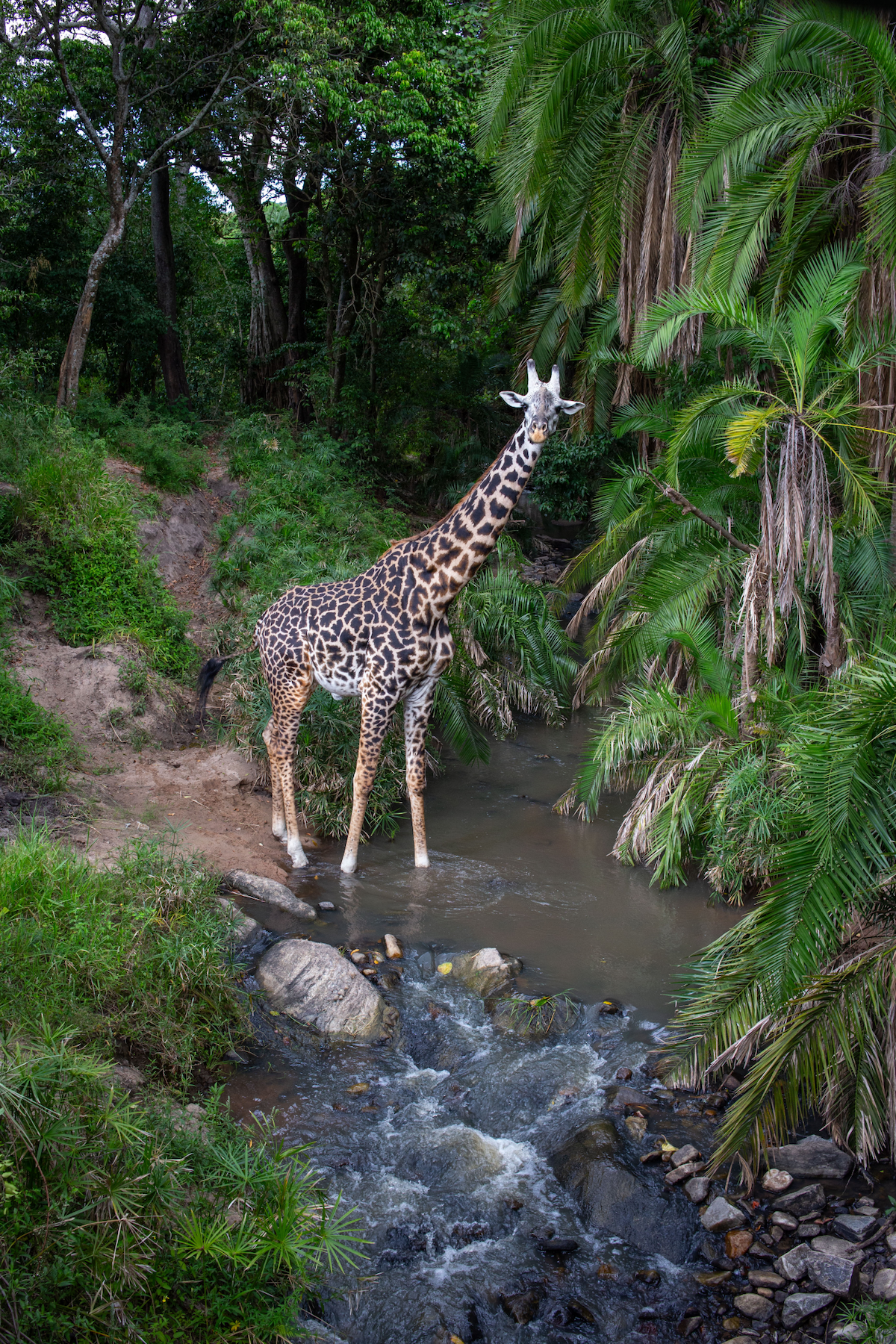 A Maasai giraffe (Giraffa tippelskirchi) navigates the narrow river crossing after dark. 