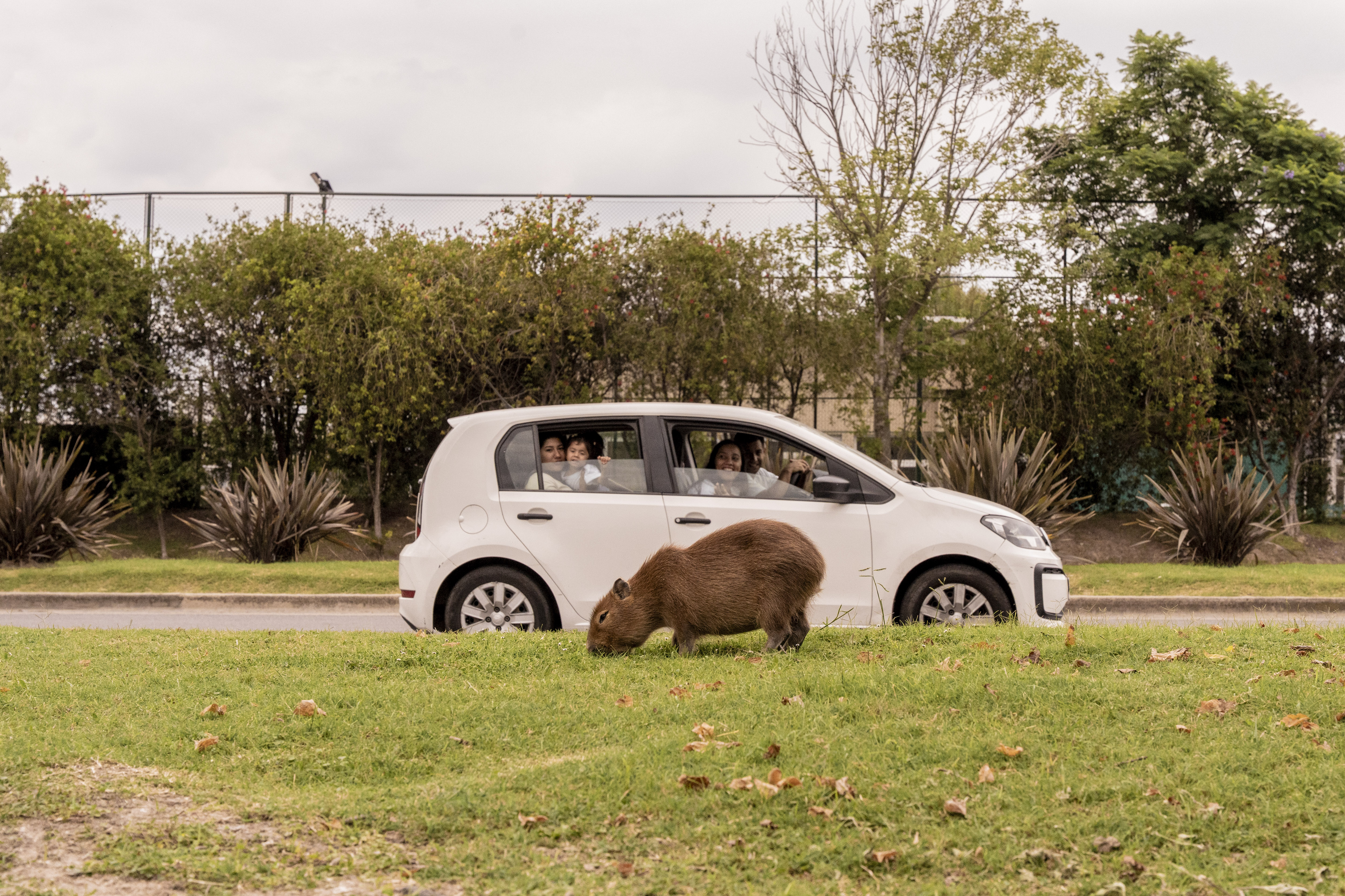 Passers-by look at the capybaras eating grass on the side of a road running through the private town on March 22, 2025 in Nordelta, Tigre, Province of Buenos Aires, Argentina. Anita Pouchard Serra for The New York Times