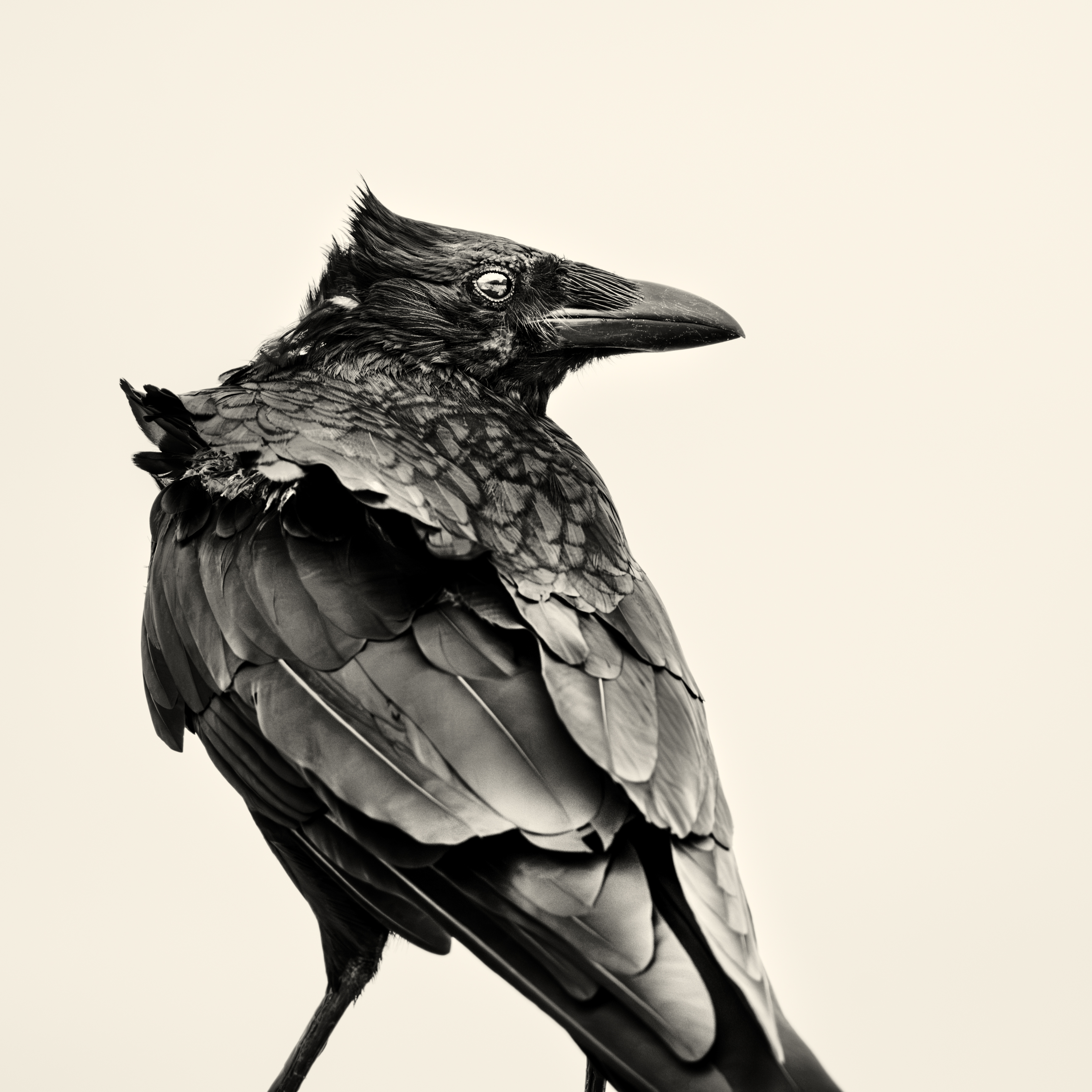 a crow